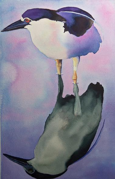 Black Crowned Night Heron