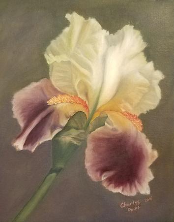 Iris