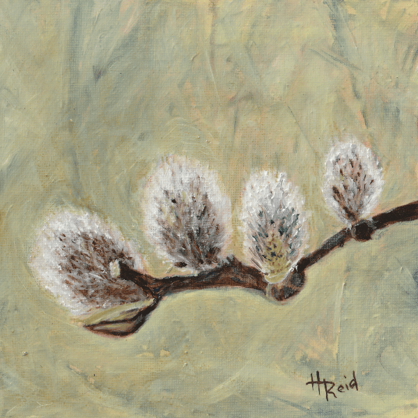 Heather Reid -Pussy Willow, Acrylic 6x6